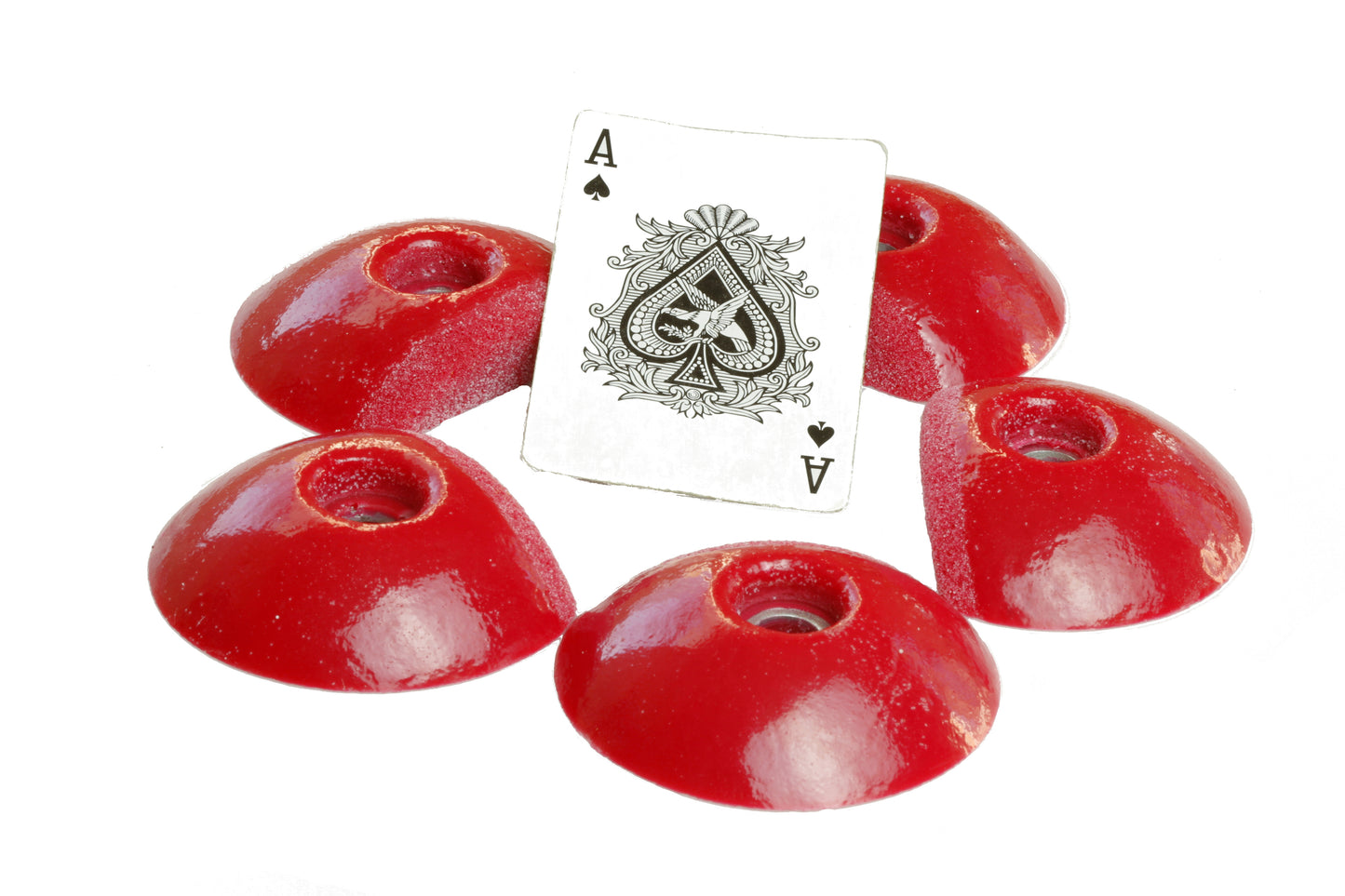 Medium Sand Dollar DT